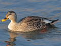 Indian Spot-billed Duck x Mallard hybrid